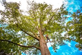 Best Hazardous Tree Removal  in Vado, NM