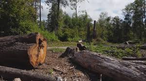 Best Fruit Tree Pruning  in Vado, NM