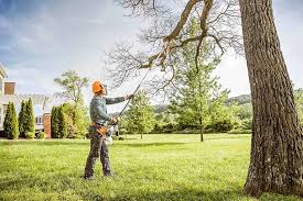 Best Organic Lawn Care Solutions  in Vado, NM