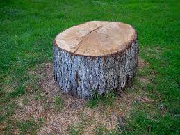 Trusted Vado, NM Tree Removal Experts