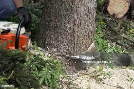  Vado, NM Tree Removal Pros