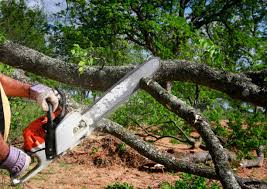 Best Tree Maintenance Programs  in Vado, NM