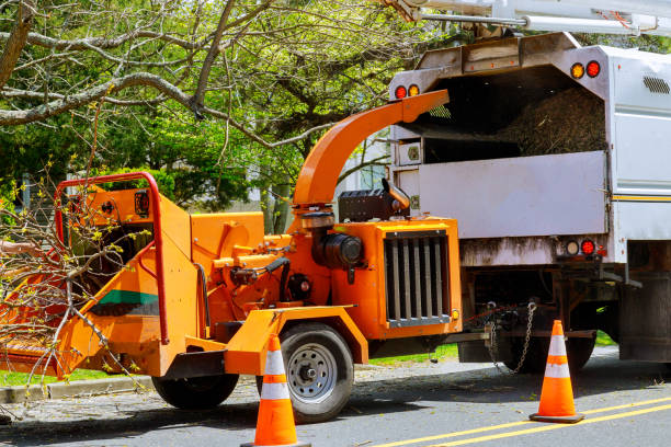 Best Tree Mulching  in Vado, NM