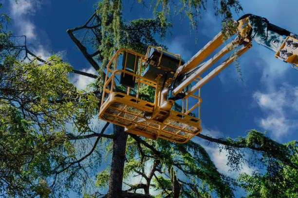 Best Firewood Processing and Delivery  in Vado, NM