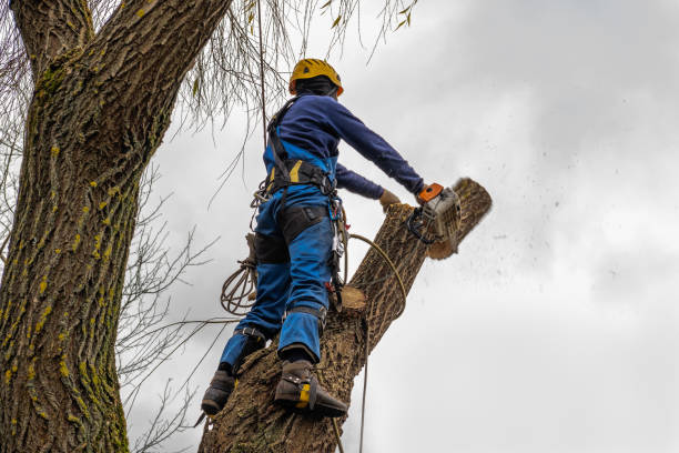 Best Tree Cabling and Bracing  in Vado, NM