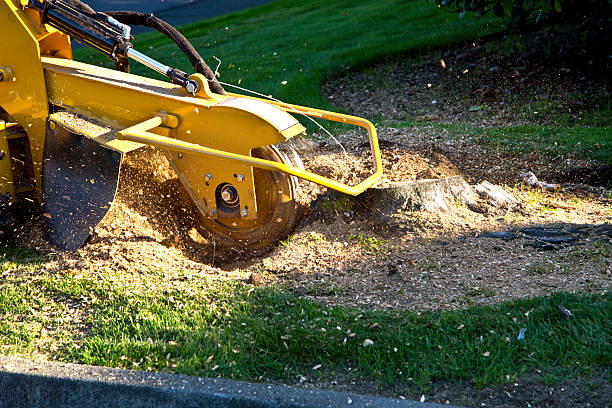 Best Tree Removal  in Vado, NM