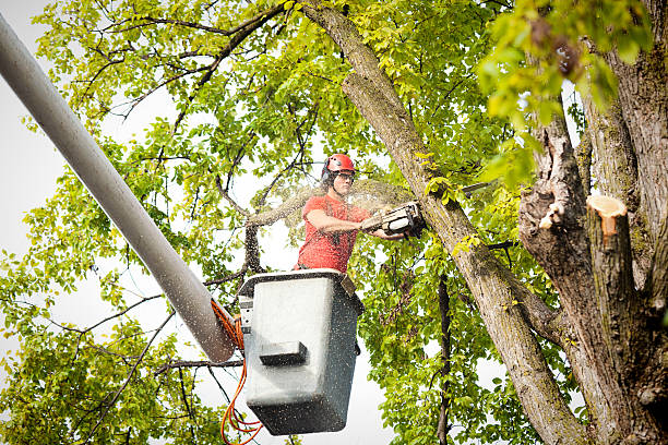 How Our Tree Care Process Works  in  Vado, NM
