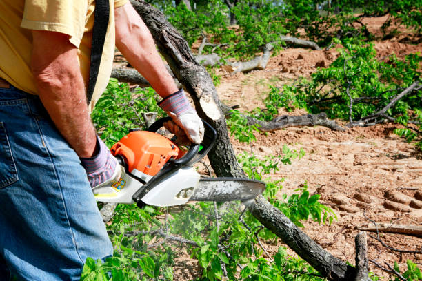 Best Soil Testing and Treatment  in Vado, NM